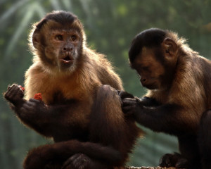 capuchin_monkeys