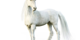 Community colleges were designed to serve a dying breed of students--a unicorn--instead of post-traditional students.