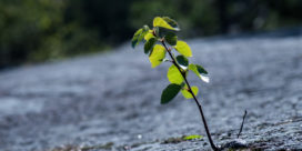 There are key ways to help students develop resilience and overcome trauma--here are some strategies.