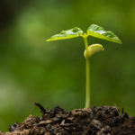 Using SEED for optimal organizational performance