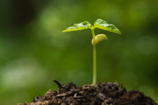 Using SEED for optimal organizational performance
